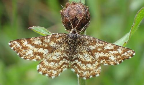 Réf. 210 455 : Ematurga atomaria